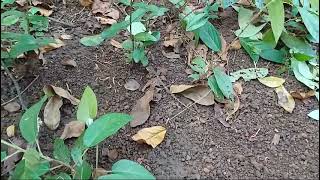 RARE EARTH TONGUES quot BHUIM JIBHALYOquot GEOGLOSSACEAE OF GOA IN EARTH TONGUE WOODLAND [upl. by Asillim379]