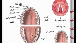 تبسيط أحكام التجويد  الجهاز الصوتى 03 [upl. by Eglanteen]