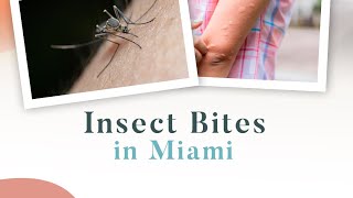 Insect Bites in Miami [upl. by Nowtna]