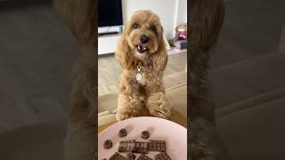 HO MANGIATO LA CIOCCOLATA 🍫😱 maltipoo dogtreats maltipoodog [upl. by Odlabu]