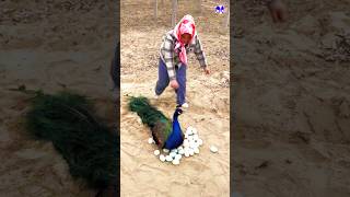 the crow and the peacock feathers peacock shorts song bollywood hindisong musicclip birds [upl. by Googins]