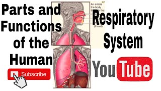 PATHWAY OF AIR IN THE RESPIRATORY SYSTEM [upl. by Ahtanaram]