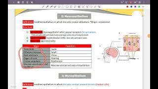 Epithelial Tissue المحاضرة الخامسة [upl. by Elad]