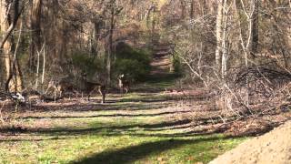 4 Curious Deer at Caumsett State Park [upl. by Aienahs]