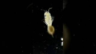 Hey little copepod I can’t keep up with you [upl. by Ldnek]