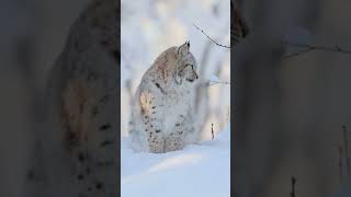 Discover the Majestic Eurasian Lynx wildcats lynxtv eurasia lynx [upl. by Stace]