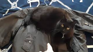 TACTICAL BLACK CAT and MA1 Flight Jacket Black USAF Review [upl. by Toor125]