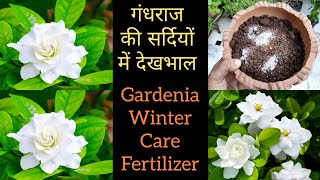 Gardenia plant care n fertilizer in winter गंधराज के पौधे की देखभाल jasmine plant care [upl. by Llenroc]