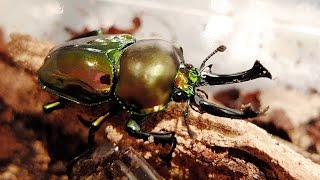 Phalacrognathus muelleri  HirschkÃ¤fer  Stag Beetle [upl. by Chantalle103]