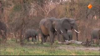 Freek op safari Busanga kijk je op npo nl [upl. by Aicirtap]