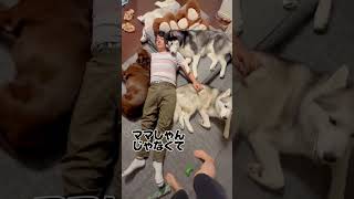 husky family life 大型犬の多頭飼いで1番幸せな瞬間を撮影できました シベリアンハスキー shorts [upl. by Tenay]