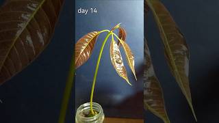 14 days in 14 seconds  mango seed time lapse  follow seedlapse for more [upl. by Mcnalley]