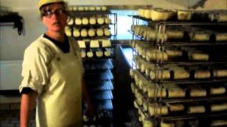 Visite de la Fromagerie Beaufils à la Ferme des 4 saisons [upl. by East77]