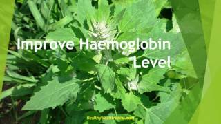 Top 10 Health Benefits of Chenopodium [upl. by Bernie]