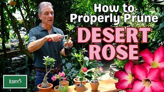 How to Properly Prune Desert Rose Adeniums [upl. by Hteazile]