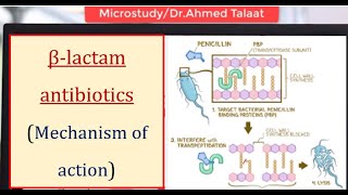 Antibiotics 1 Basics  Mechanism of action of βlactam antibiotics المضادات الحيوية [upl. by Emmer]