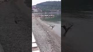 Serkant video from Erdek Turkey Shore of the Marmara Sea240424 [upl. by Anibas]