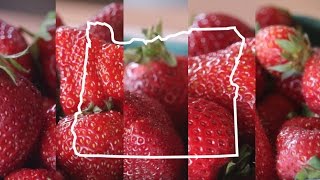 5 types of Oregongrown strawberries Taste Test [upl. by Yelkcub]