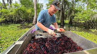 Loading the Boat with CRAWFISH in Americas Biggest Swamp  Catch and Cook [upl. by Nnairrehs206]