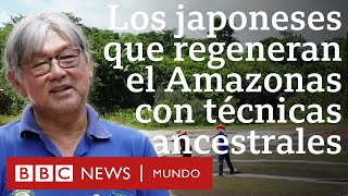 La comunidad japonesa que cultiva quotbosques alimentariosquot y ayuda a recuperar el Amazonas [upl. by Wawro]