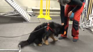 Molly på agility kurs finsk lapphund [upl. by Ettennig]