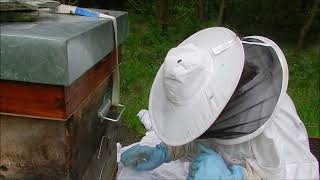 Surprise aux Abeilles de forêt curieux essaimage sur le côté de ruche Abeilles noires locale [upl. by Enelak943]