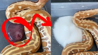 Snake Prolapse FIX  Save your snakes life with SUGAR [upl. by Aerdnuahs950]