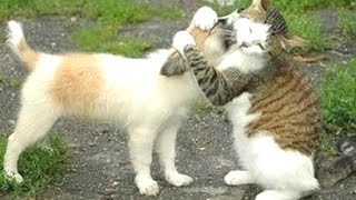 Funny Cats Meeting Cute Puppies Compilation  NEW [upl. by Ahsaz]