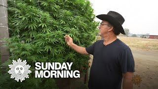 Jim Belushi cannabis farmer [upl. by Pomfrey]