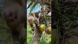 Macaco catador de côcos [upl. by Airekal]