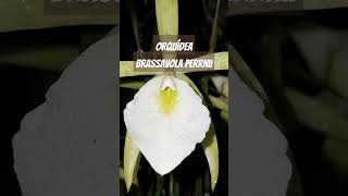 Brassavola perinii  Floração 2024  157 flores orquidário [upl. by Mattah904]