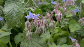 Borage Elegance at Hidcote Gardens A Cinematic Experience [upl. by Dyana]