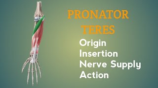 Pronator Teres Muscle  Origin  Insertion  Nerve Supply  Action  by Physiotrav [upl. by Rahman579]