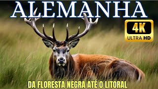 🌲Alemanha Selvagem  Um Documentário Épico da Floresta Negra 🌲 até o Litoral  Parte 1 EXTRA LONGO [upl. by Oiragelo286]