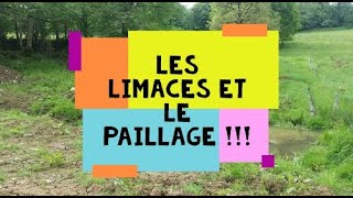 Les limaces et le paillage [upl. by Karalynn]