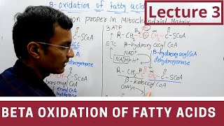 Beta Oxidation of Fatty acids lecture 3 [upl. by Akeret]