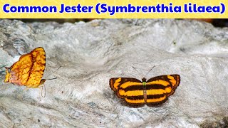 Common Jester Butterfly  Symbrenthia lilaea  Peninsular Jester at Reshi Khola in Silk Route [upl. by Auod]