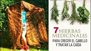 🌿LAS 7 HIERBAS MEDICINALES QUE HARÁN CRECER TU CABELLO COMO LOCO Y NO CAÍGA NI 1 PELO¡LOCCIÓN BOMBA [upl. by Velma]