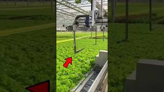 Hydroponic Farming  facts farming hydroponics shorts viralvideo shortsvideo [upl. by Inoue]