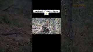 Mr Warthog Finally Caught by a Leopard warthog kasongo [upl. by Llain]