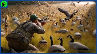 How Do 7 Million Invasive Canada Geese And Wild Hogs Were Exterminated By American Farmer [upl. by Ailemac167]