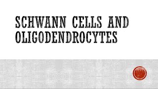 Schwann Cells and Oligodendrocytes [upl. by Ellenrahc]