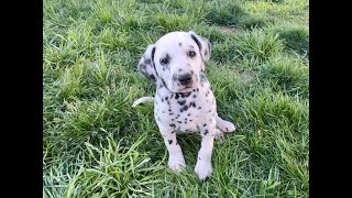 DALMATIAN PUPPIES 6 week update Rogue x Griffey March 2024 Litter [upl. by Janina]