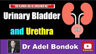 Urinary Bladder and Urethra Dr Adel Bondok [upl. by Tollman]