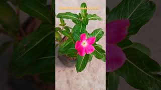 Vinca flower plants [upl. by Pavier]