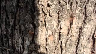 Tapping Silver Maple  Willis MI [upl. by Jaclin]