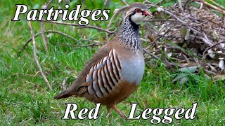 Red legged Partridges  Nov 2024 [upl. by Ruthy]