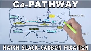 C4 Pathway Carbon Fixation [upl. by Imotas201]