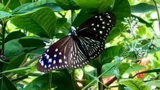 端紫斑蝶雌 像斑馬的蝴蝶 female striped blue crow like a zebra Turn your eyes upon Jesus [upl. by Manchester420]