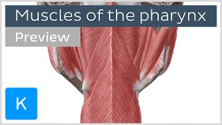 Muscles of the pharynx preview  Human Anatomy  Kenhub [upl. by Fagaly556]